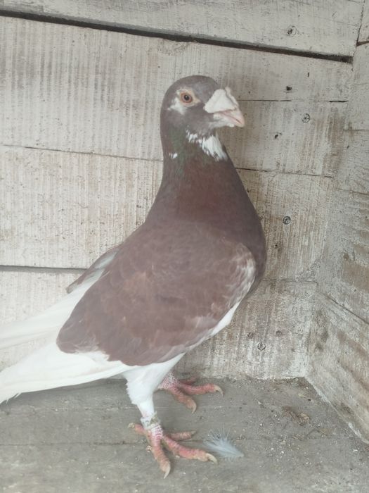 Продам домашні тварини