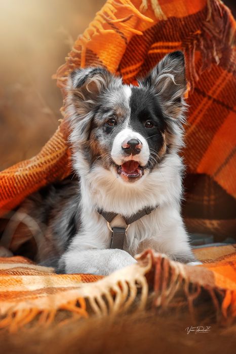 Щенки Бордер Колли