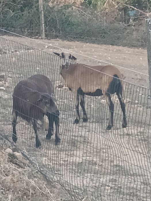 Para venda mulfão ovelhas