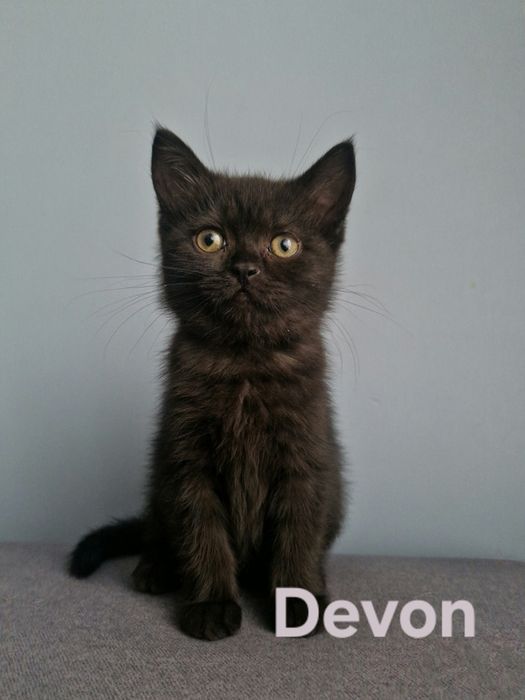 "DIVA" śliczna kotka brytyjska krótkowłosy