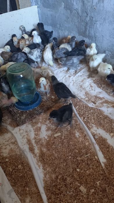 Продам Підрощені курчатка