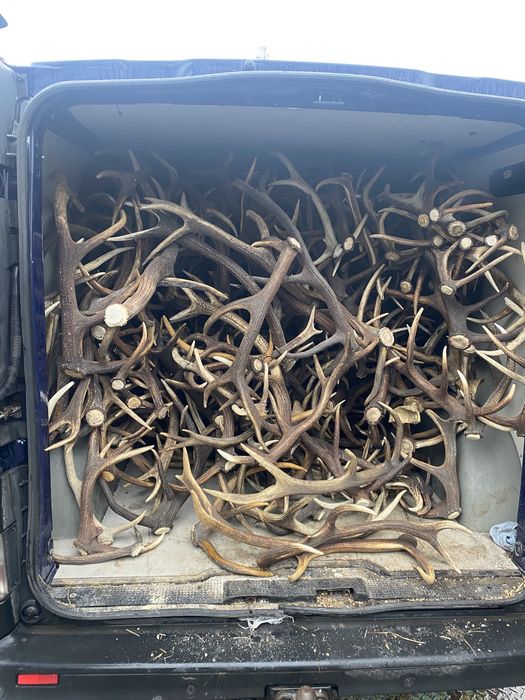 Skup poroza najlepsze ceny