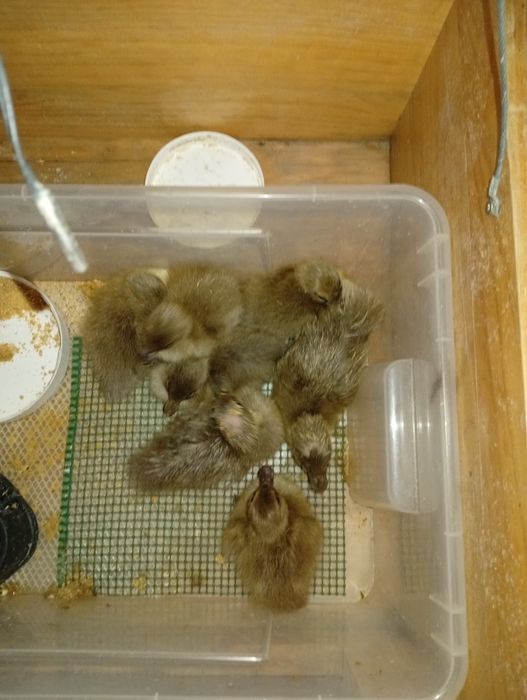 Gansos patos reais Galos e  galinhas poideiras