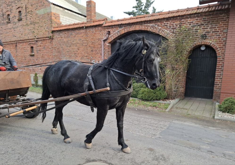 Kara klacz 5 lat po ogierze Epolet