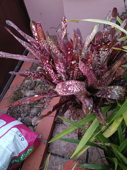 Várias plantas incluindo orquídeas