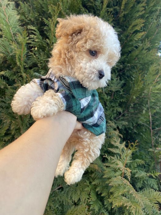 Цунятка міні мальтипу