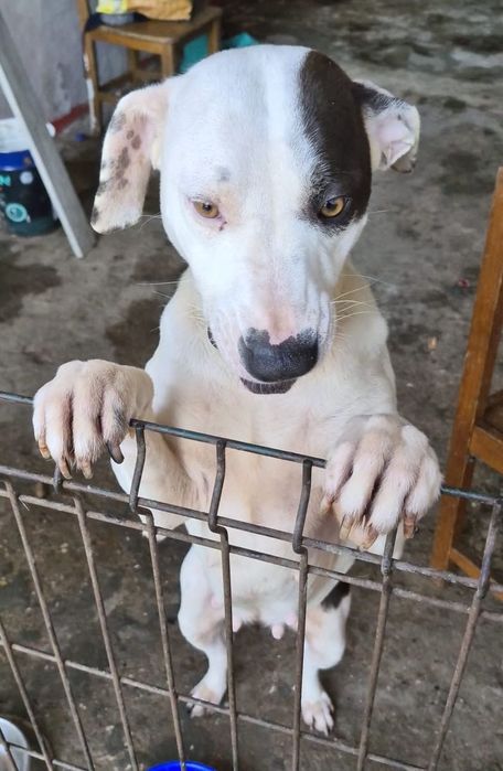 Adoção Responsável - Cadela