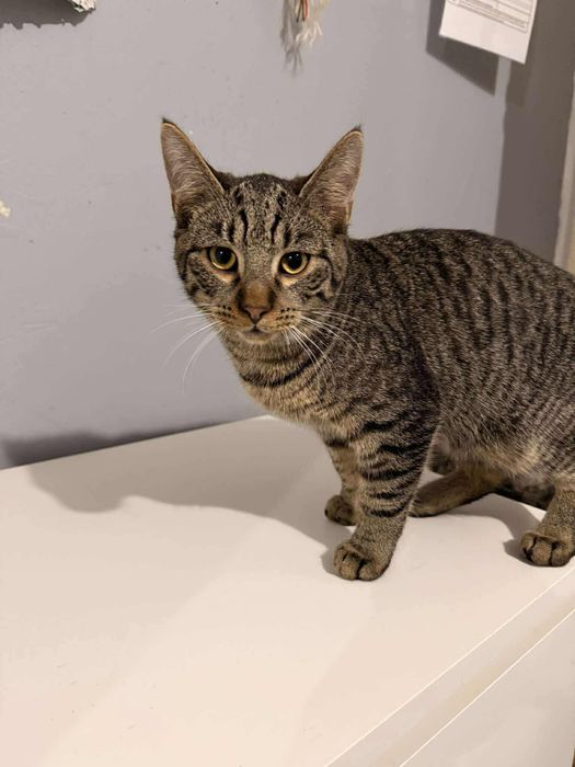 Kocięta w różnym wieku do adopcji