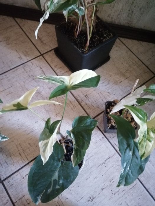 Продам сингониум Imperial White