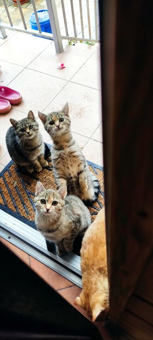 Oddam kotki w dobre ręce