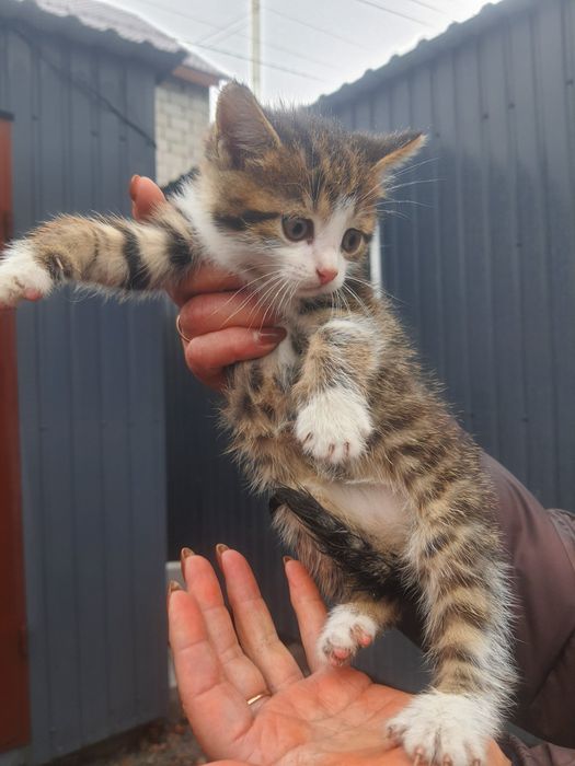 кошенята європейської короткошерстної породи 1.5 місяця в дар!