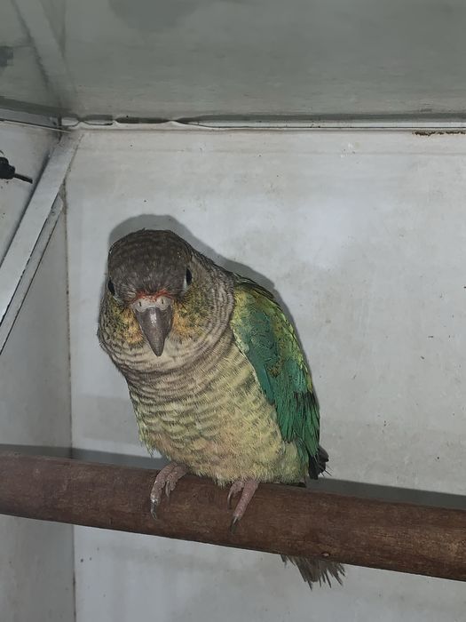 Pyrrhura turquesa macho de 2025