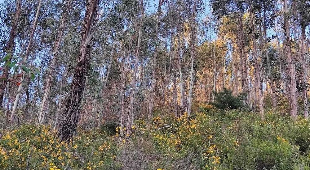 Eucaliptal c/ dez mil metros quadrados a 20 minutos de Coimbra