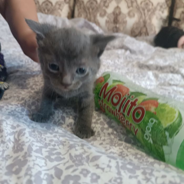 Відаю кошенят у добрі руки