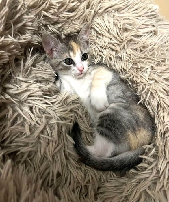 Kotki do adopcji