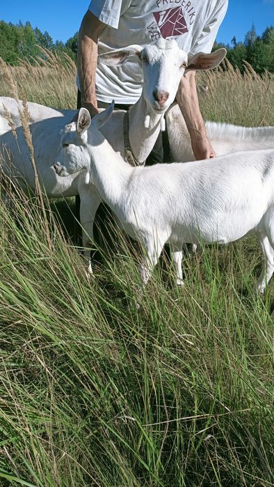 Кози Зааненської породи
