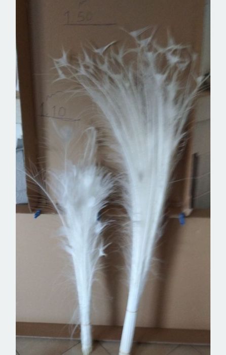 Vendo penas de pavão branco