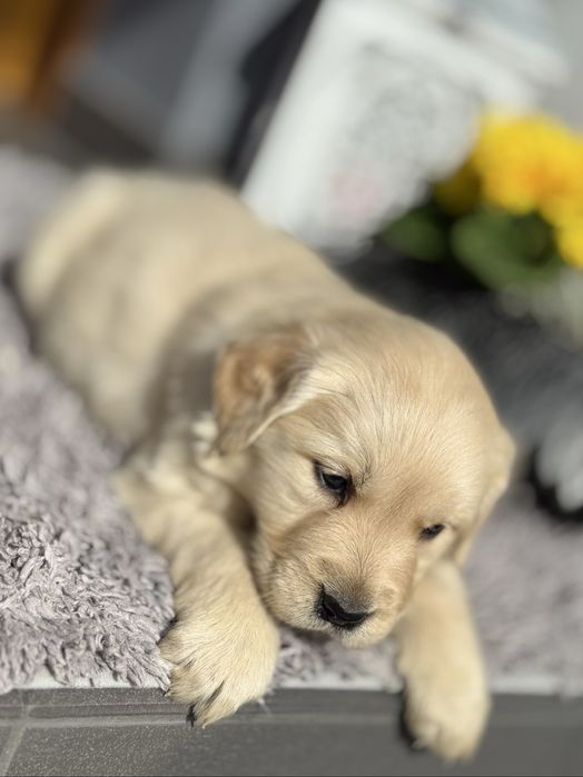 Suczka Golden Retriever GOTOWA DO ODBIORU