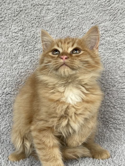 Мейнкунчики дівчатка