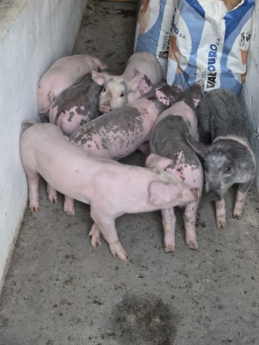 Leitoes para vender