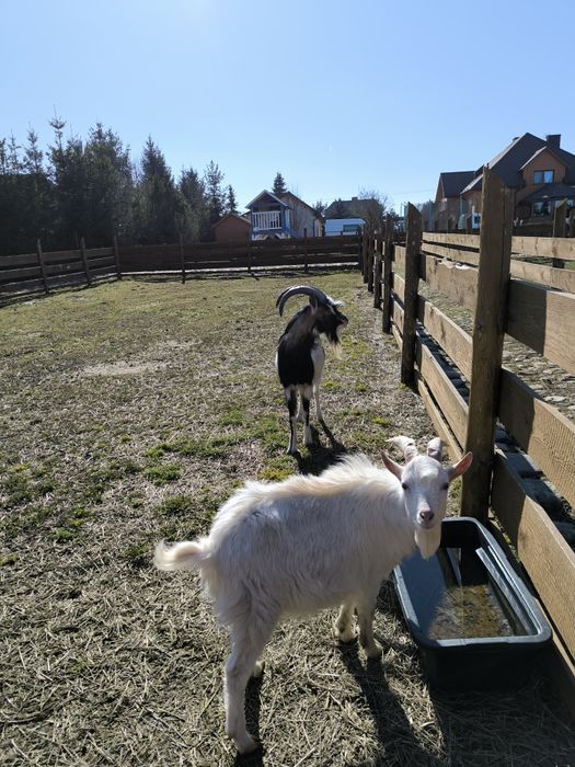 Kozioł że znakowaniem