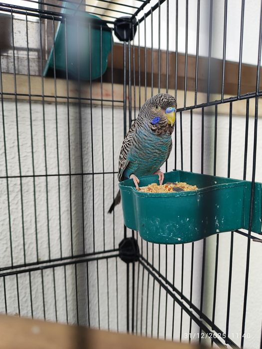 Casal Periquito black face