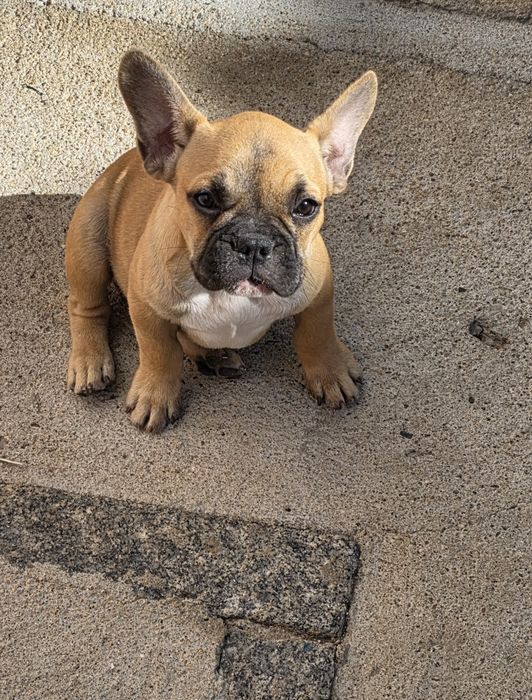 Buldogue francês Fawn Macho