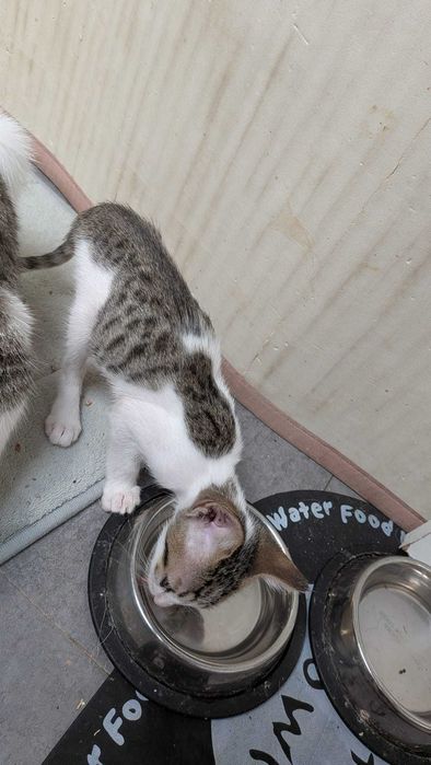 Gatinhos para adoção responsável