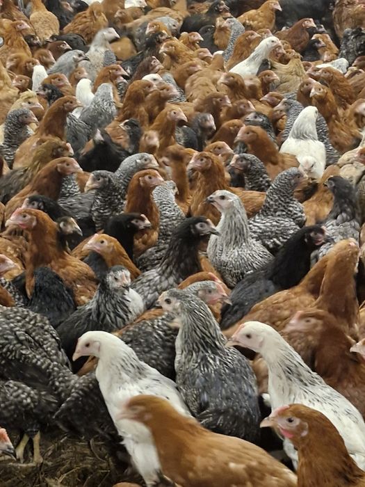 Kury, kurczęta odchowane - Przytyk możliwy transport