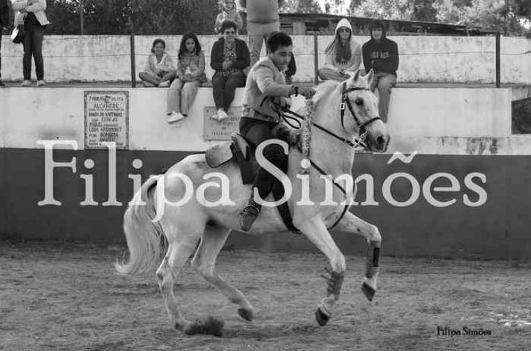 Vendo cavalo cruzado.
