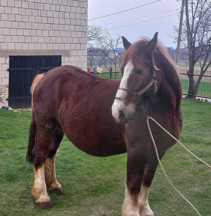 Klacz zimnokrwista ze źrebakiem