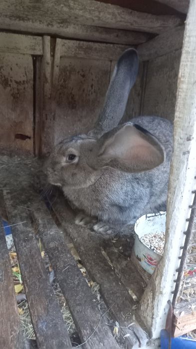 Самець породи бельгійський велитень