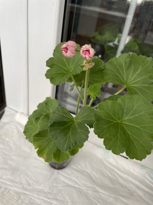 Пеларгонія рожева