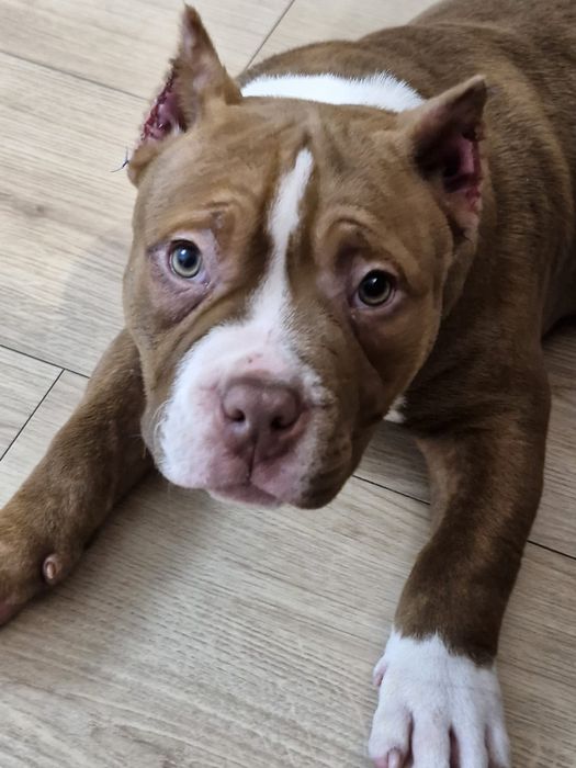 Piesek american bully