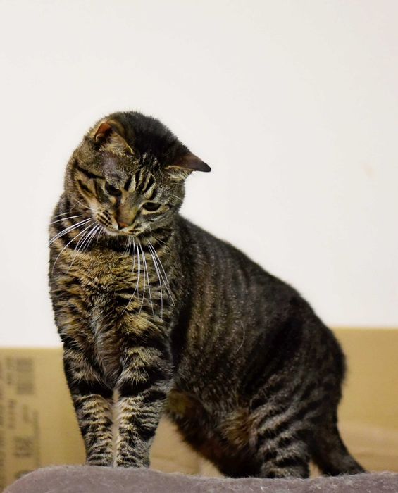 Кошка Кими ищет дом