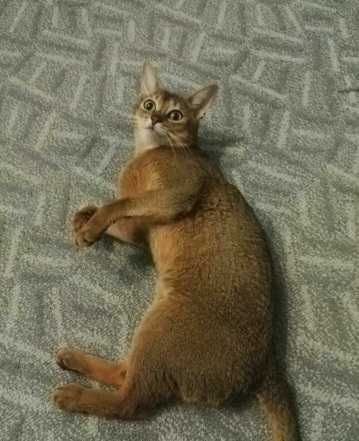 Абиссинские котята, абиссинцы