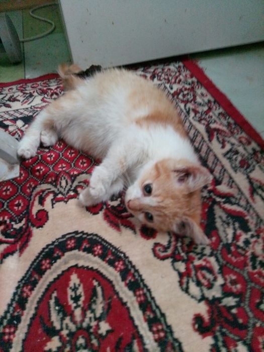 Безкоштовно,в хорошу сім'ю!