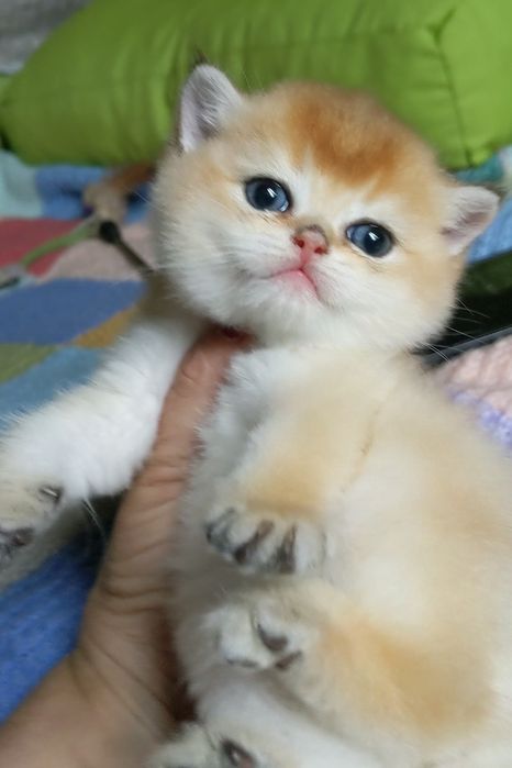 Шиншила золотой малыш