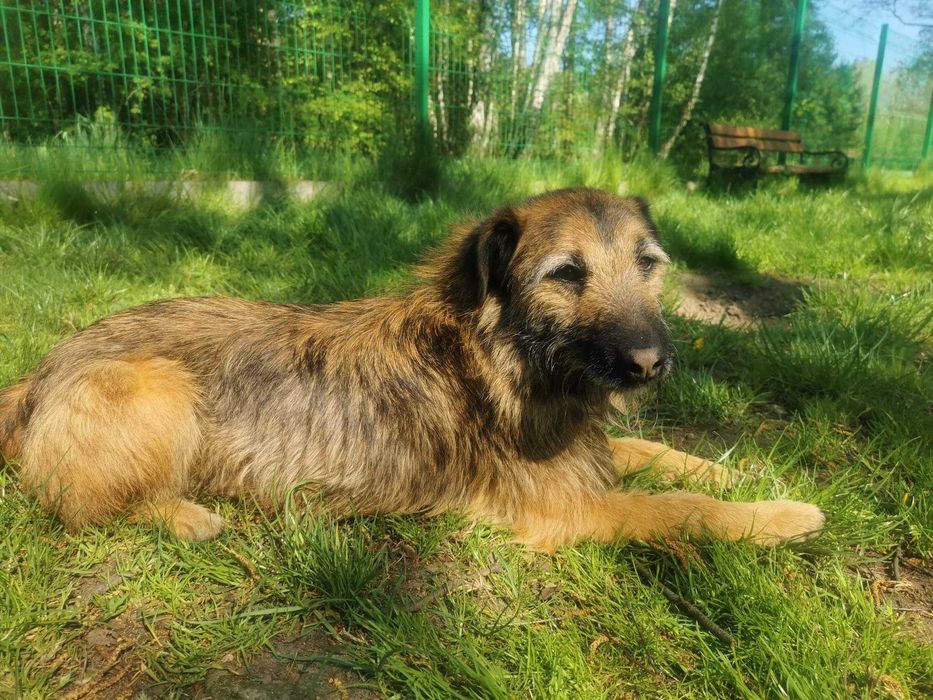 Timo czeka na dom...