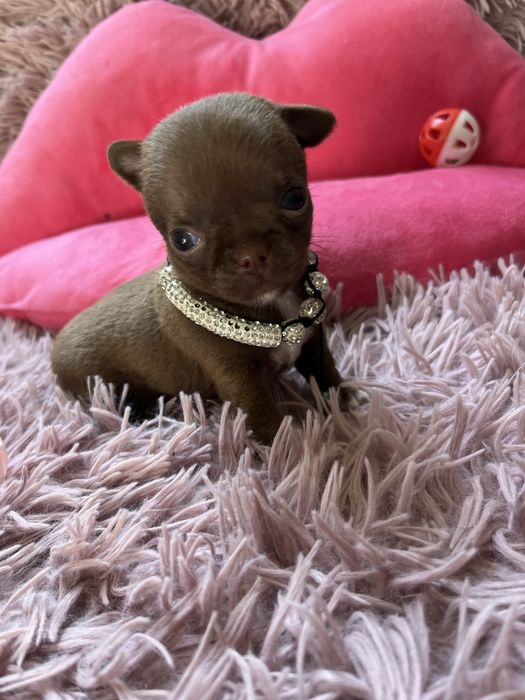 Suczka chihuaha miniaturka