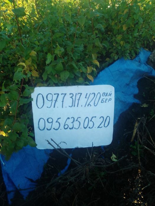 Підщепа різна для плодових культур