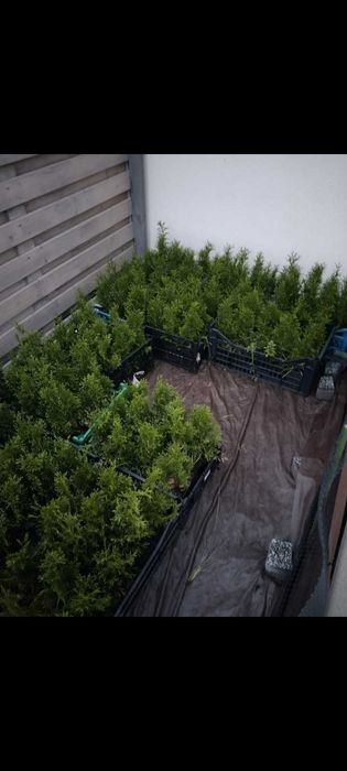 Tuja szmaragd 25-35cm