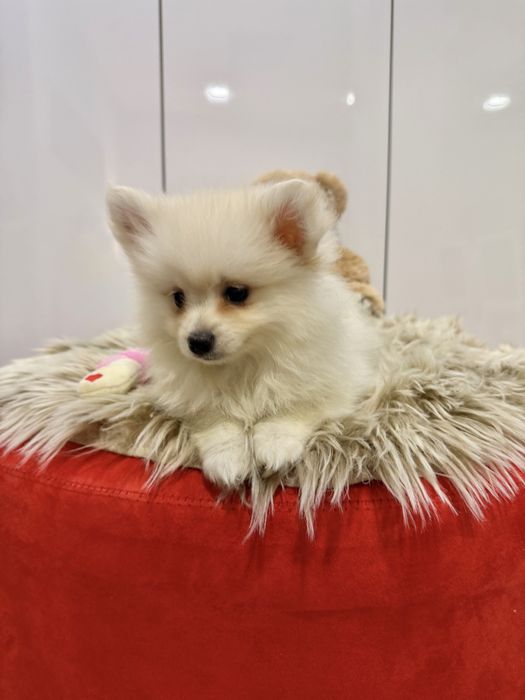 Spitz alemao menina linda