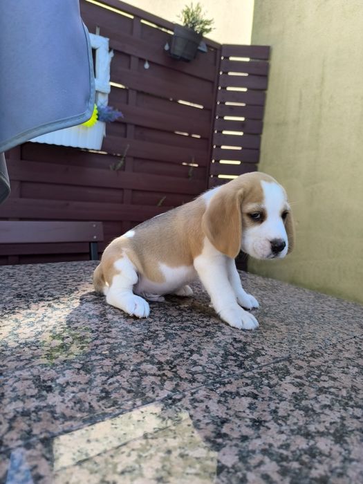 Beagle Frodo odbior sierpień/wrzesień