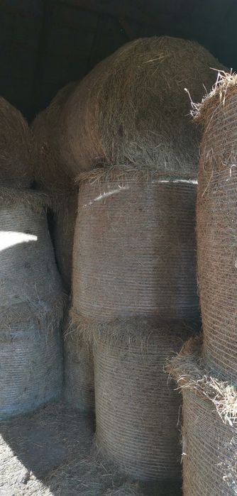 Siano dla koni, 1 pokos