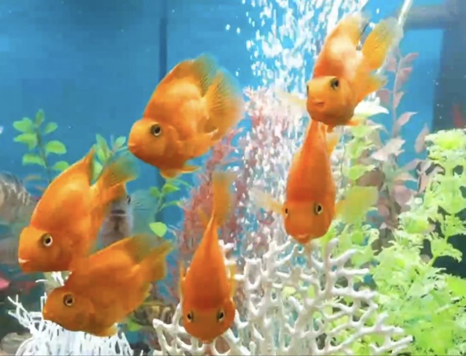 Трехгибридный попугай