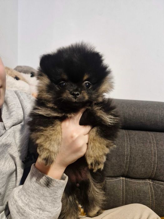 Pomeranian szpic