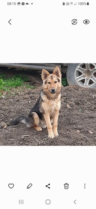 Відам в добрі руки собаку кличка Фіма
