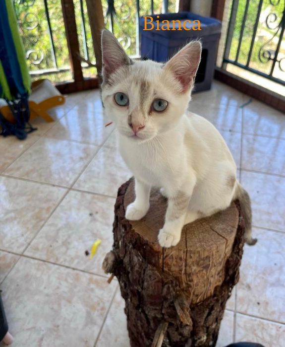 Bianca para adoção