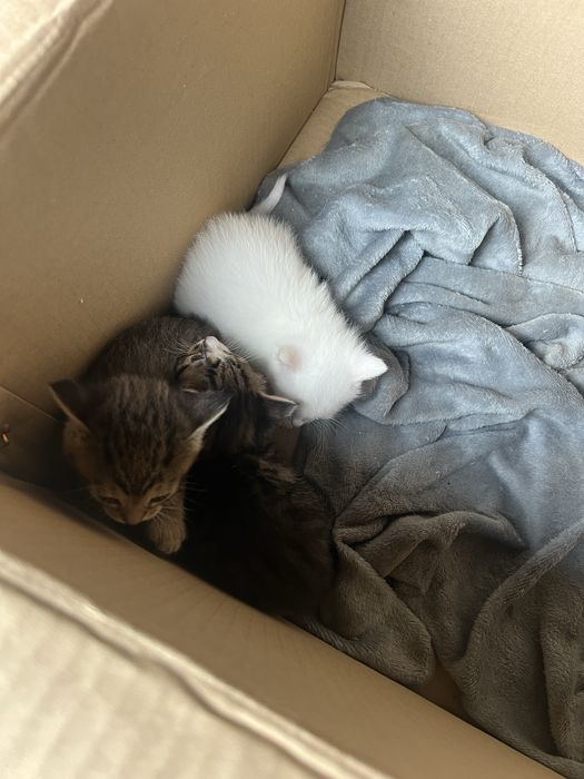 Котики шукають сімʼю